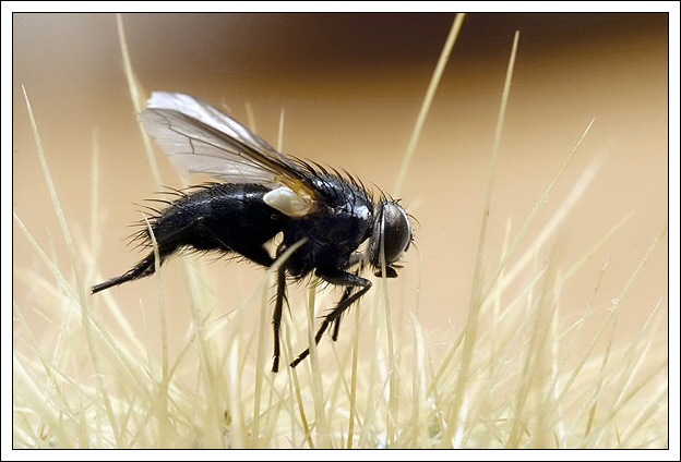 Fly on Cactus