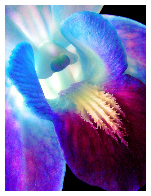 Dendrobium Orchid