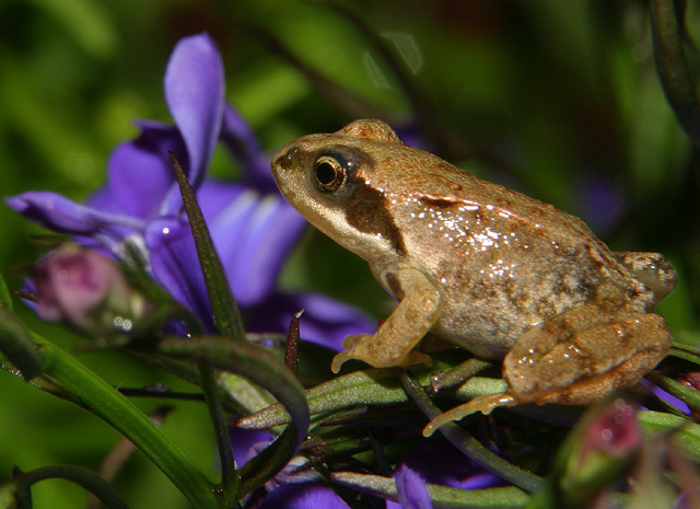 common frog