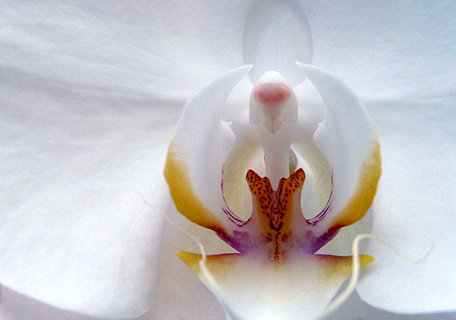 Intimate Orchid