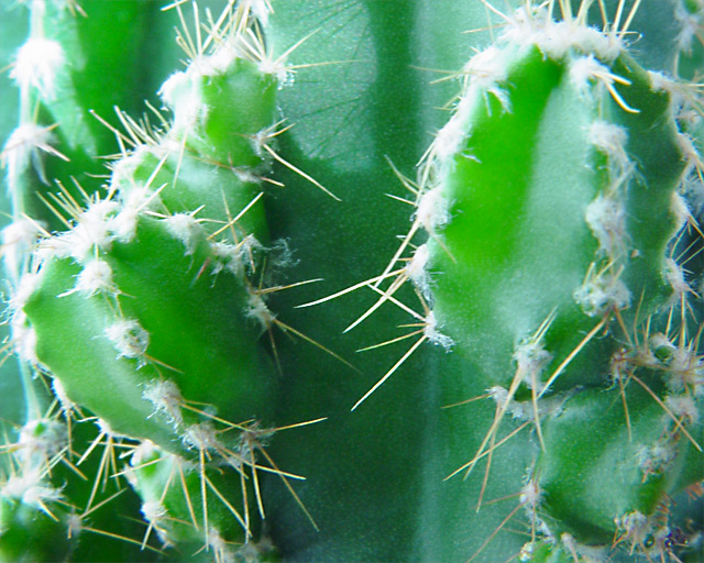 Prickly