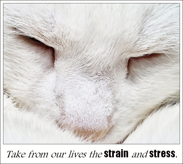 Take from our lives the strain and stress