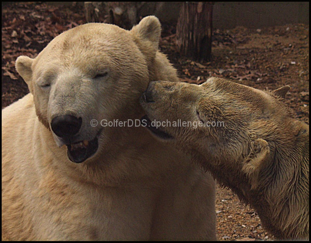 Polar Bear Love