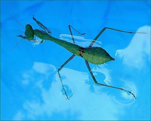 Breaststroke-Crawl-Butterfly or Praying Mantis!