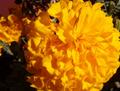 The Last Marigold