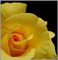 Yellow Rose
