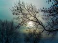 Morning Fog