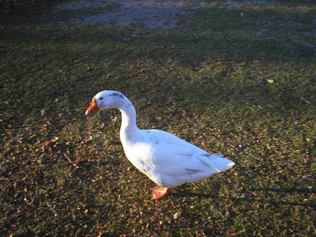 A Walk In The Park