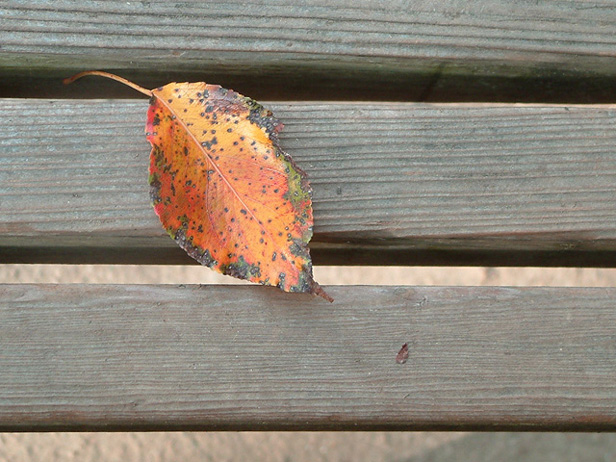 Just a Leaf