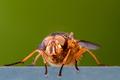 Fly Squatter