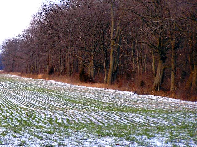 Winter Wheat Boundary