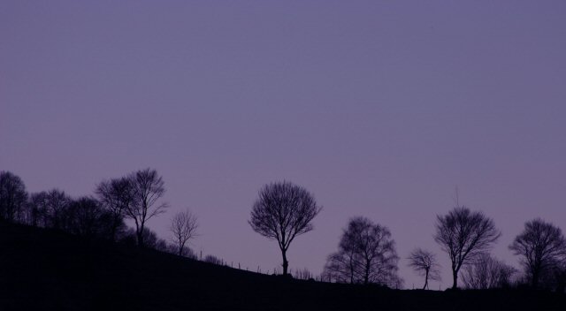 Trees between earth and sky