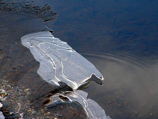 At the Water's Edge