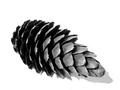 A Pine Cone