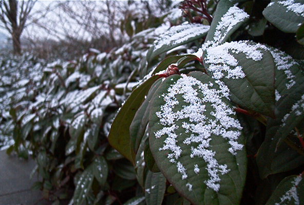 everyone's favorite holiday decoration : SNOW