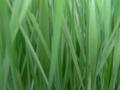 Green resolutions