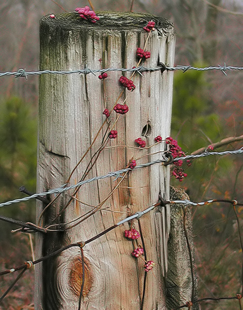 To See Beauty in Simple Things