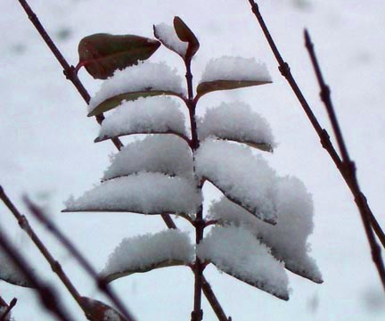 First Snowfall