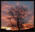 Tree in Silhouette