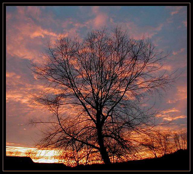 Tree in Silhouette
