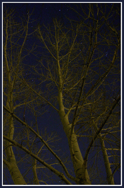 Trees & Stars