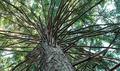 Looking up at a tree