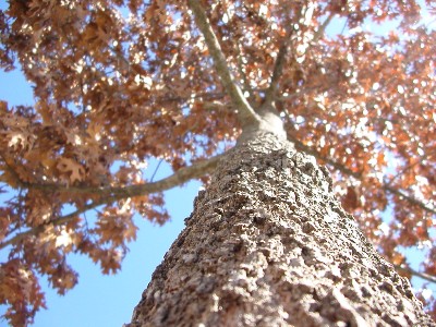 Looking Up To Trees