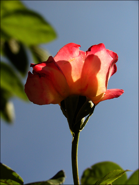 Sub Rosa