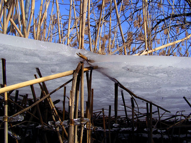 Beneath the Ice