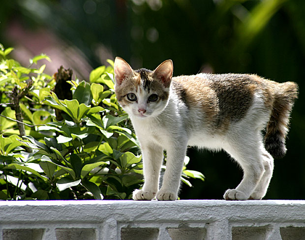 Cat up here? Time to fly away.