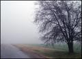 Curtain of Fog