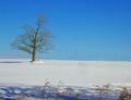Winter Solitude