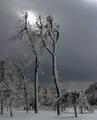 Cold, snow-blown trees of Goat Island, Niagara Falls, NY