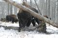 Wood Bison