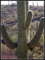 Arizona.......The Mighty Saguaro