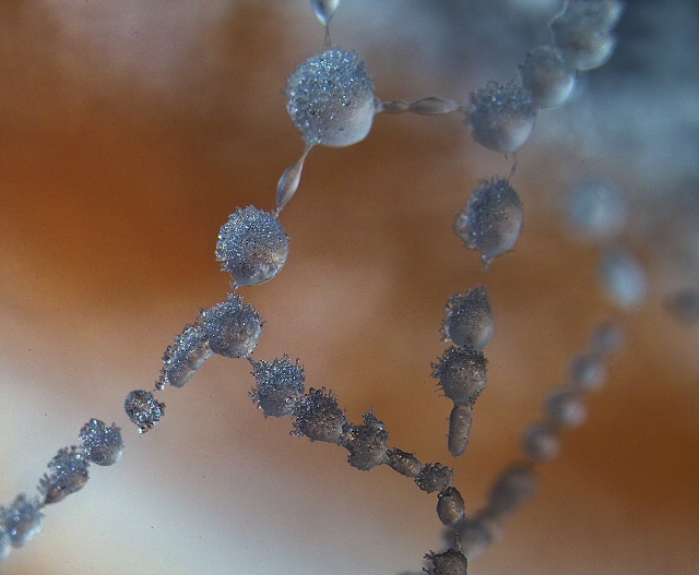The effect of cold on spider webs