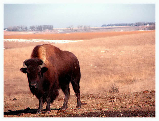 Home on the Range