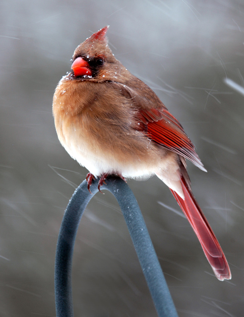 Cardinal Bracing Against The Snow Storm