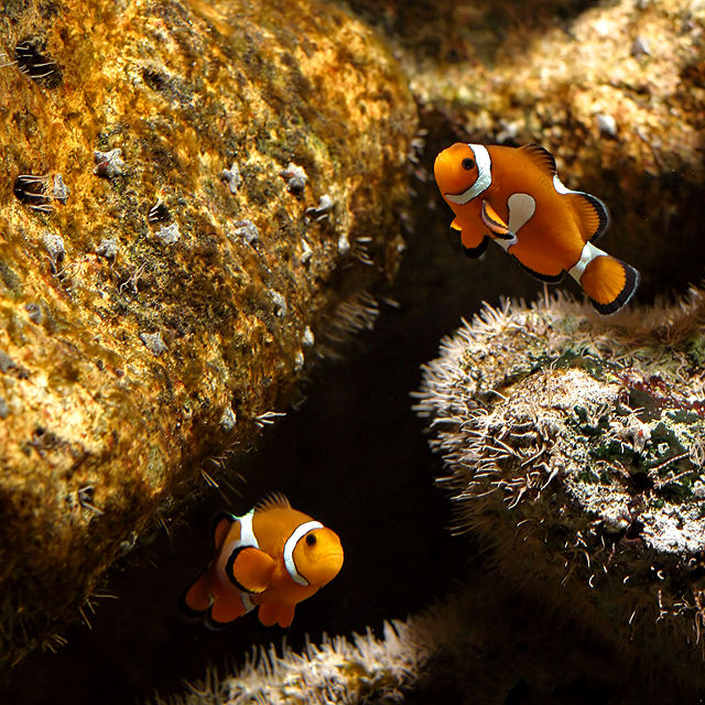 Nemo: The Truth About Clown Fish