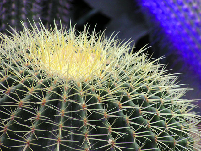 Echinocactus grusonii (Golden Barrel Cactus) - Endangered by Over-collection