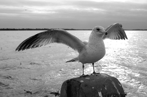 Rat With Wings