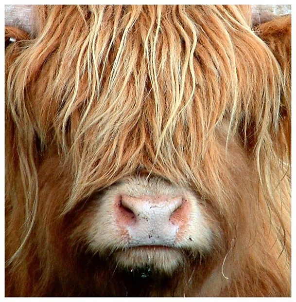 The Highland Cow (Scotland`s hardy breed)