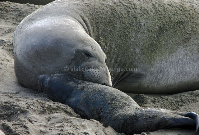 Elephant Seal greets her newborn pup