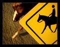 Caution: Horse Crossing