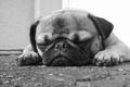 Sunday Nap