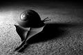 Snail on dead leaf