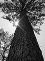 Tall East Texas Pine Tree
