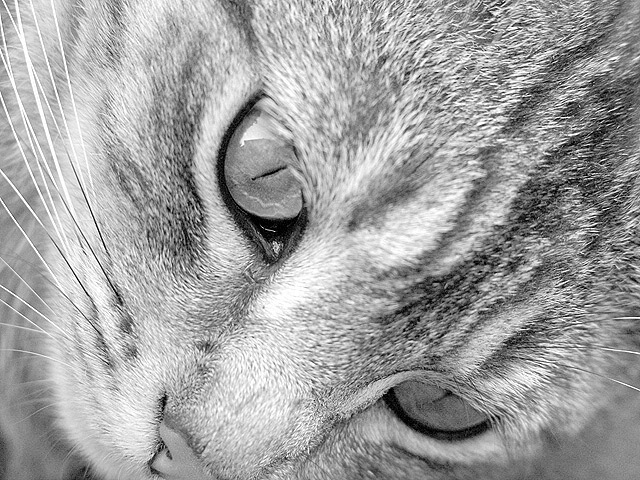 Abstract Cat