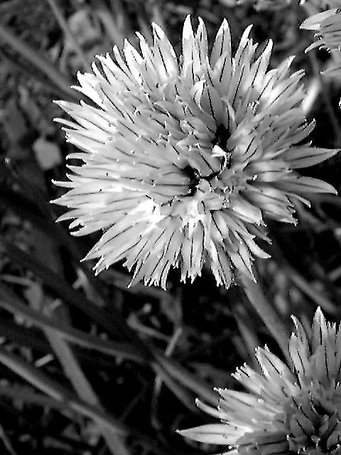 Chive Flower