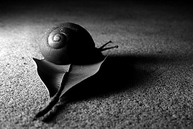 Snail on dead leaf